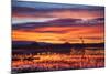 Socorro County, New Mexico. Sunrise on Waterfowl Roosting Marsh-Larry Ditto-Mounted Photographic Print