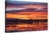 Socorro County, New Mexico. Sunrise on Waterfowl Roosting Marsh-Larry Ditto-Stretched Canvas