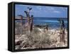 Socotra Island Ies in Arabian Sea, 180 Miles South of Arabian Peninsula-Nigel Pavitt-Framed Stretched Canvas