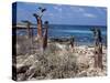 Socotra Island Ies in Arabian Sea, 180 Miles South of Arabian Peninsula-Nigel Pavitt-Stretched Canvas