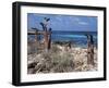 Socotra Island Ies in Arabian Sea, 180 Miles South of Arabian Peninsula-Nigel Pavitt-Framed Photographic Print