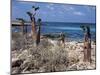 Socotra Island Ies in Arabian Sea, 180 Miles South of Arabian Peninsula-Nigel Pavitt-Mounted Photographic Print