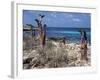 Socotra Island Ies in Arabian Sea, 180 Miles South of Arabian Peninsula-Nigel Pavitt-Framed Photographic Print