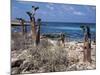 Socotra Island Ies in Arabian Sea, 180 Miles South of Arabian Peninsula-Nigel Pavitt-Mounted Photographic Print