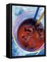 Soda in Glass with Ice-Martina Urban-Framed Stretched Canvas