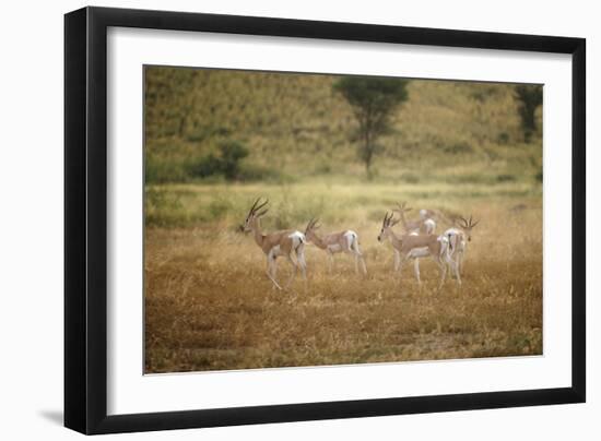 Soemmering's Gazelle-null-Framed Photographic Print