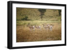 Soemmering's Gazelle-null-Framed Photographic Print