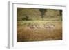 Soemmering's Gazelle-null-Framed Photographic Print