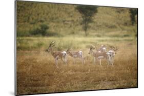Soemmering's Gazelle-null-Mounted Photographic Print