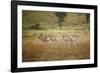 Soemmering's Gazelle-null-Framed Photographic Print