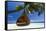 Sofa Hanging on a Tree on the Beach, Maldives, Indian Ocean-Sakis Papadopoulos-Framed Stretched Canvas