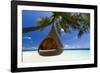 Sofa Hanging on a Tree on the Beach, Maldives, Indian Ocean-Sakis Papadopoulos-Framed Photographic Print