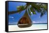 Sofa Hanging on a Tree on the Beach, Maldives, Indian Ocean-Sakis Papadopoulos-Framed Stretched Canvas