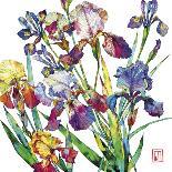 Irises-Sofia Perina-Miller-Giclee Print