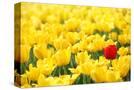 Stretched Canvas