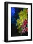 Soft and Hard Corals at Abu Basala, Red Sea, Egypt-Ali Kabas-Framed Photographic Print