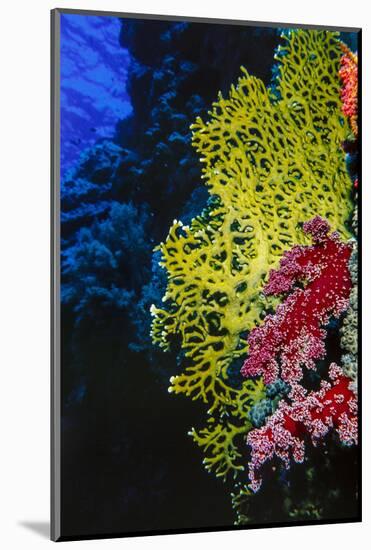 Soft and Hard Corals at Abu Basala, Red Sea, Egypt-Ali Kabas-Mounted Photographic Print