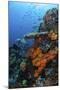 Soft and Hard Corals Grow on a Healthy Reef in Indonesia-Stocktrek Images-Mounted Photographic Print