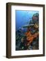 Soft and Hard Corals Grow on a Healthy Reef in Indonesia-Stocktrek Images-Framed Photographic Print