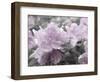 Soft and Violet 1-null-Framed Photographic Print