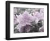 Soft and Violet 1-null-Framed Photographic Print