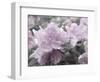 Soft and Violet 1-null-Framed Photographic Print