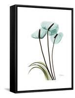 Soft Anthurium 1-Albert Koetsier-Framed Stretched Canvas