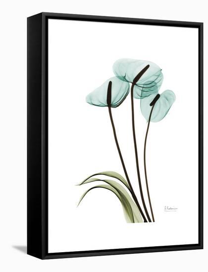 Soft Anthurium 1-Albert Koetsier-Framed Stretched Canvas