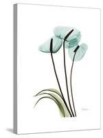 Soft Anthurium 1-Albert Koetsier-Stretched Canvas