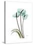 Soft Anthurium 1-Albert Koetsier-Stretched Canvas