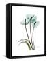 Soft Anthurium 1-Albert Koetsier-Framed Stretched Canvas