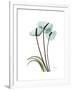 Soft Anthurium 1-Albert Koetsier-Framed Premium Giclee Print