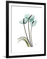 Soft Anthurium 1-Albert Koetsier-Framed Premium Giclee Print
