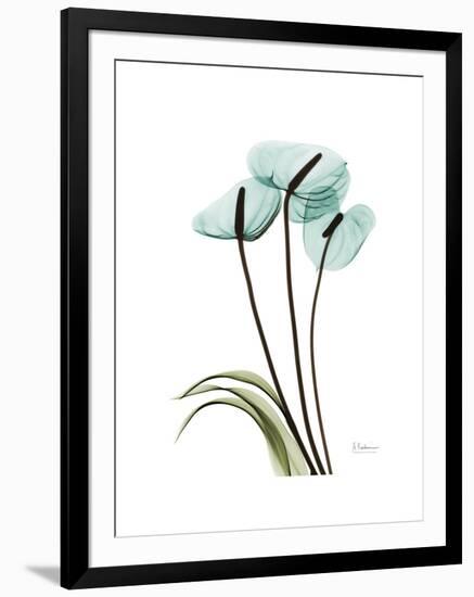 Soft Anthurium 1-Albert Koetsier-Framed Premium Giclee Print