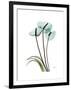 Soft Anthurium 1-Albert Koetsier-Framed Premium Giclee Print