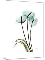 Soft Anthurium 1-Albert Koetsier-Mounted Premium Giclee Print