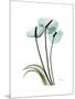 Soft Anthurium 1-Albert Koetsier-Mounted Premium Giclee Print