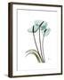 Soft Anthurium 1-Albert Koetsier-Framed Premium Giclee Print