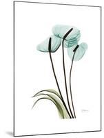 Soft Anthurium 1-Albert Koetsier-Mounted Premium Giclee Print