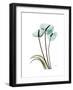 Soft Anthurium 1-Albert Koetsier-Framed Premium Giclee Print