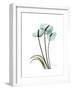 Soft Anthurium 1-Albert Koetsier-Framed Premium Giclee Print