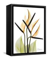 Soft Anthurium Portrait-Albert Koetsier-Framed Stretched Canvas