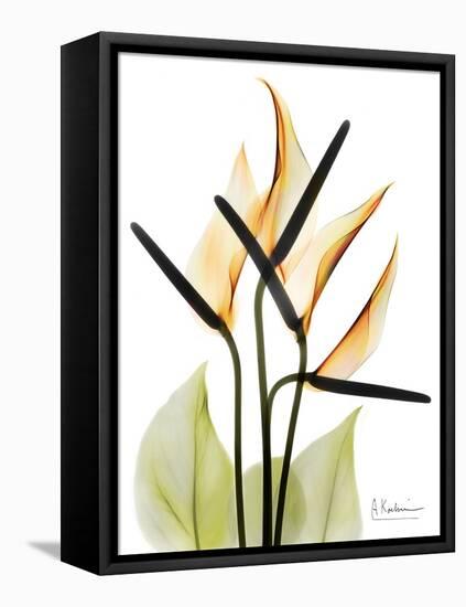 Soft Anthurium Portrait-Albert Koetsier-Framed Stretched Canvas