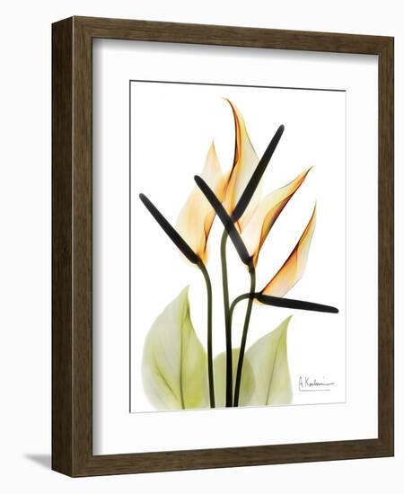 Soft Anthurium Portrait-Albert Koetsier-Framed Art Print