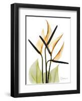 Soft Anthurium Portrait-Albert Koetsier-Framed Art Print