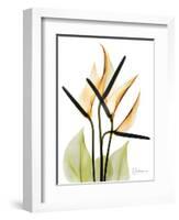 Soft Anthurium Portrait-Albert Koetsier-Framed Art Print