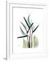 Soft Anthurium-Albert Koetsier-Framed Premium Giclee Print