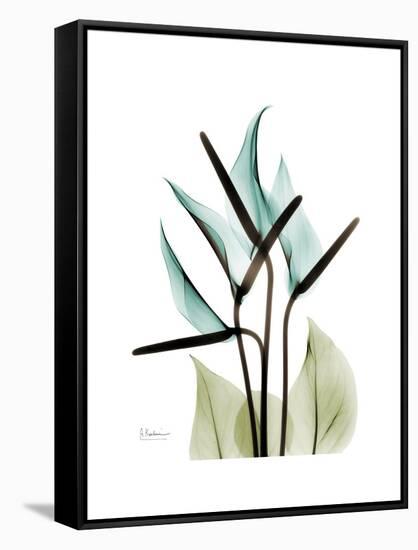 Soft Anthurium-Albert Koetsier-Framed Stretched Canvas