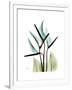 Soft Anthurium-Albert Koetsier-Framed Premium Giclee Print