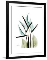 Soft Anthurium-Albert Koetsier-Framed Premium Giclee Print